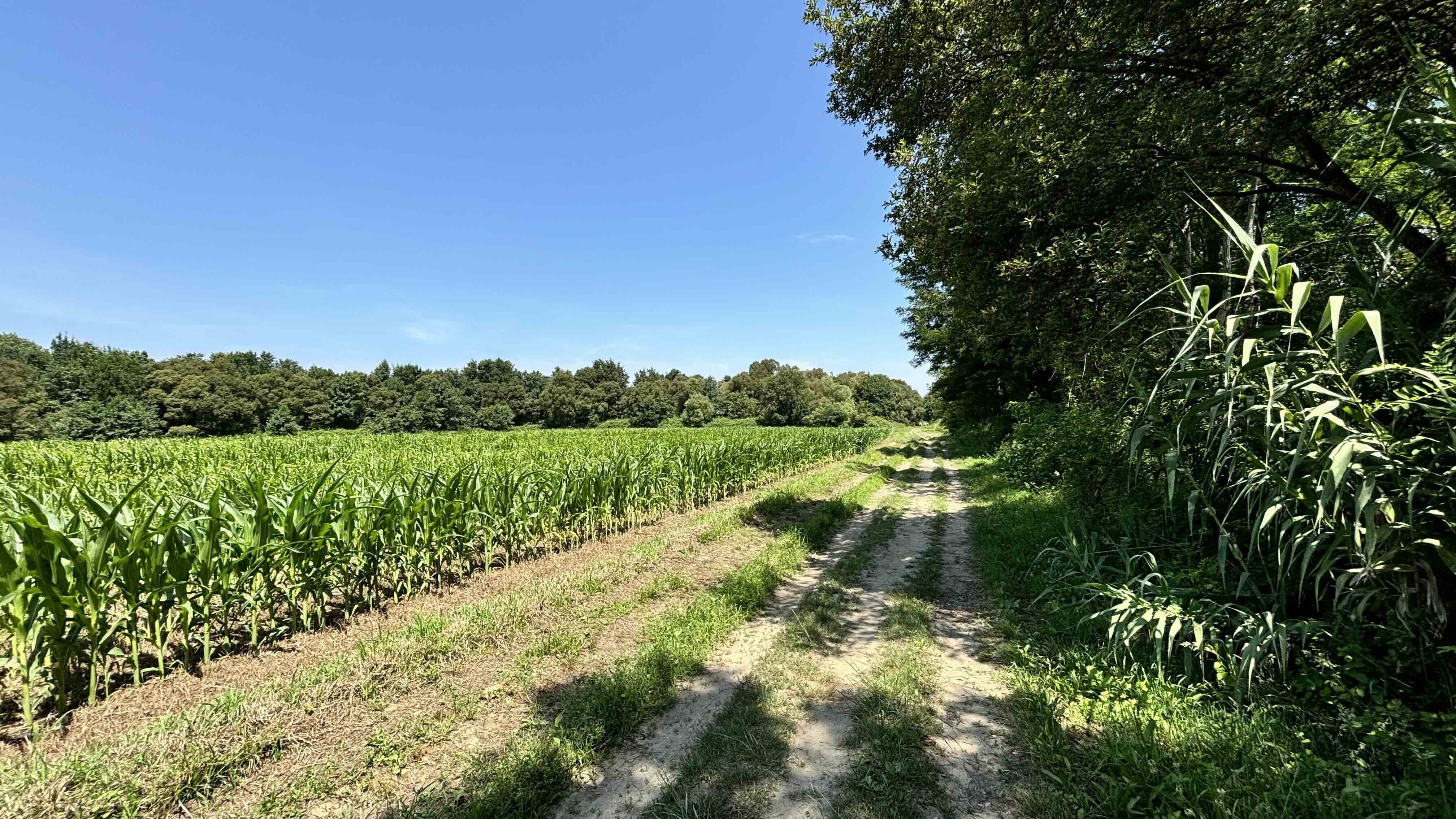 Walking along some farmland today