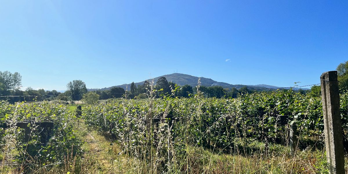 Some vineyards Some vineyards